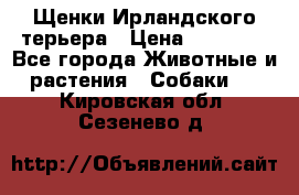Щенки Ирландского терьера › Цена ­ 30 000 - Все города Животные и растения » Собаки   . Кировская обл.,Сезенево д.